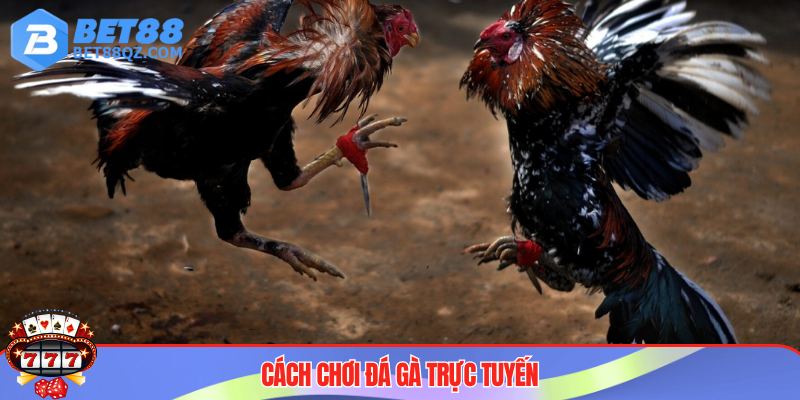 Cách Chơi Đá Gà Tại BET88 - Cẩm Nang Không Thể Bỏ Qua 2025 3 Cách chơi đá gà tại BET88