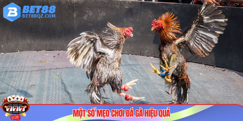 Cách Chơi Đá Gà Tại BET88 - Cẩm Nang Không Thể Bỏ Qua 2025 4 Mẹo chơi đá gà BET88
