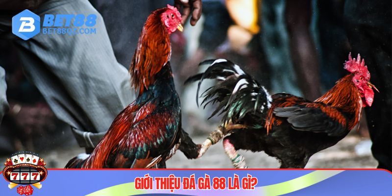 Đá Gà 88 Tại BET88 - Cổng Game Uy Tín Đáng Trải Nghiệm 2 Game đá gà 88 gây sốt hàng đầu