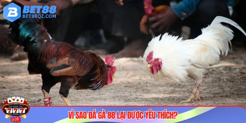 Đá Gà 88 Tại BET88 - Cổng Game Uy Tín Đáng Trải Nghiệm 3 Sức hút đá gà 88 tại thị trường Việt