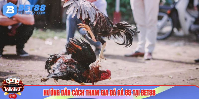 Đá Gà 88 Tại BET88 - Cổng Game Uy Tín Đáng Trải Nghiệm 4 Tham gia cá cược đá gà 88 siêu lợi nhuận