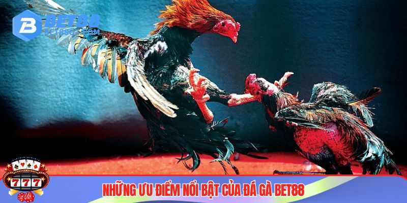 Sức hút đá gà BET88