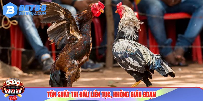Sảnh đá gà BET88 update trận đấu liên tục