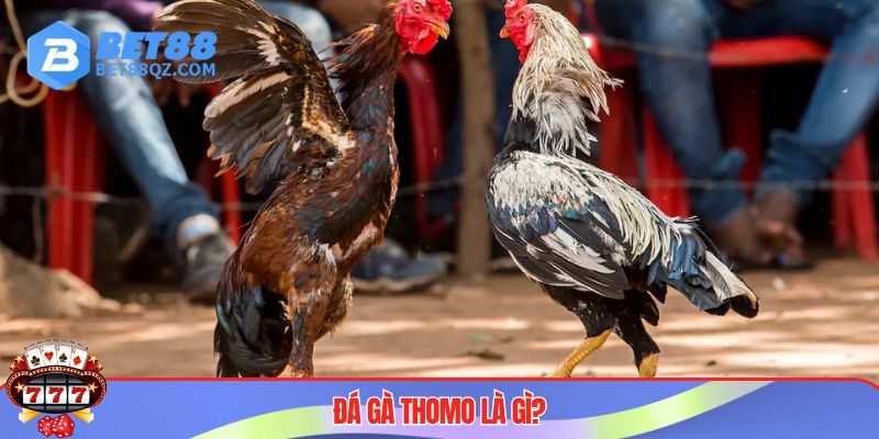 Đá Gà Thomo BET88 Được Giới Kê Thủ Săn Lùng Hàng Đầu 2025 2 Cược đá gà Thomo thu hút sự chú ý của cộng đồng game thủ