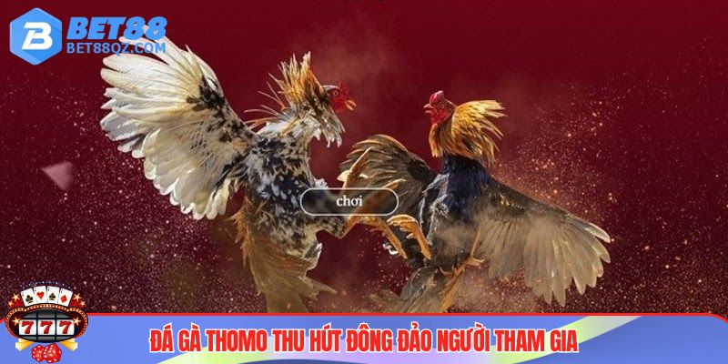 Đá Gà Thomo BET88 Được Giới Kê Thủ Săn Lùng Hàng Đầu 2025 3 Game đá gà Thomo và những ưu điểm độc quyền