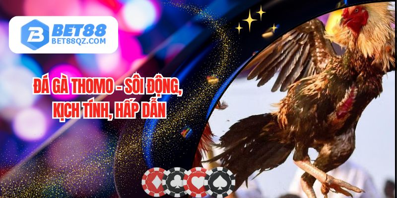 Đá Gà Thomo BET88 Được Giới Kê Thủ Săn Lùng Hàng Đầu 2025