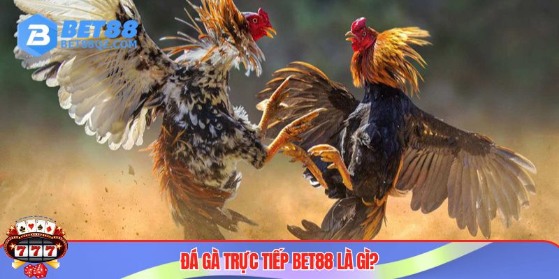 Đá Gà Trực Tiếp BET88 Và Những Trải Nghiệm Kịch Tính, Mới Mẻ 2 Đá gà trực tiếp BET88 gây sốt thị trường