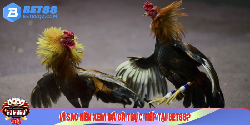 Đá Gà Trực Tiếp BET88 Và Những Trải Nghiệm Kịch Tính, Mới Mẻ 3 Đá gà trực tiếp BET88 được giới chuyên gia đánh giá cao