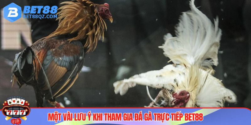 Đá Gà Trực Tiếp BET88 Và Những Trải Nghiệm Kịch Tính, Mới Mẻ 4 Lưu ý khi chơi đá gà trực tiếp BET88 dành cho newbie